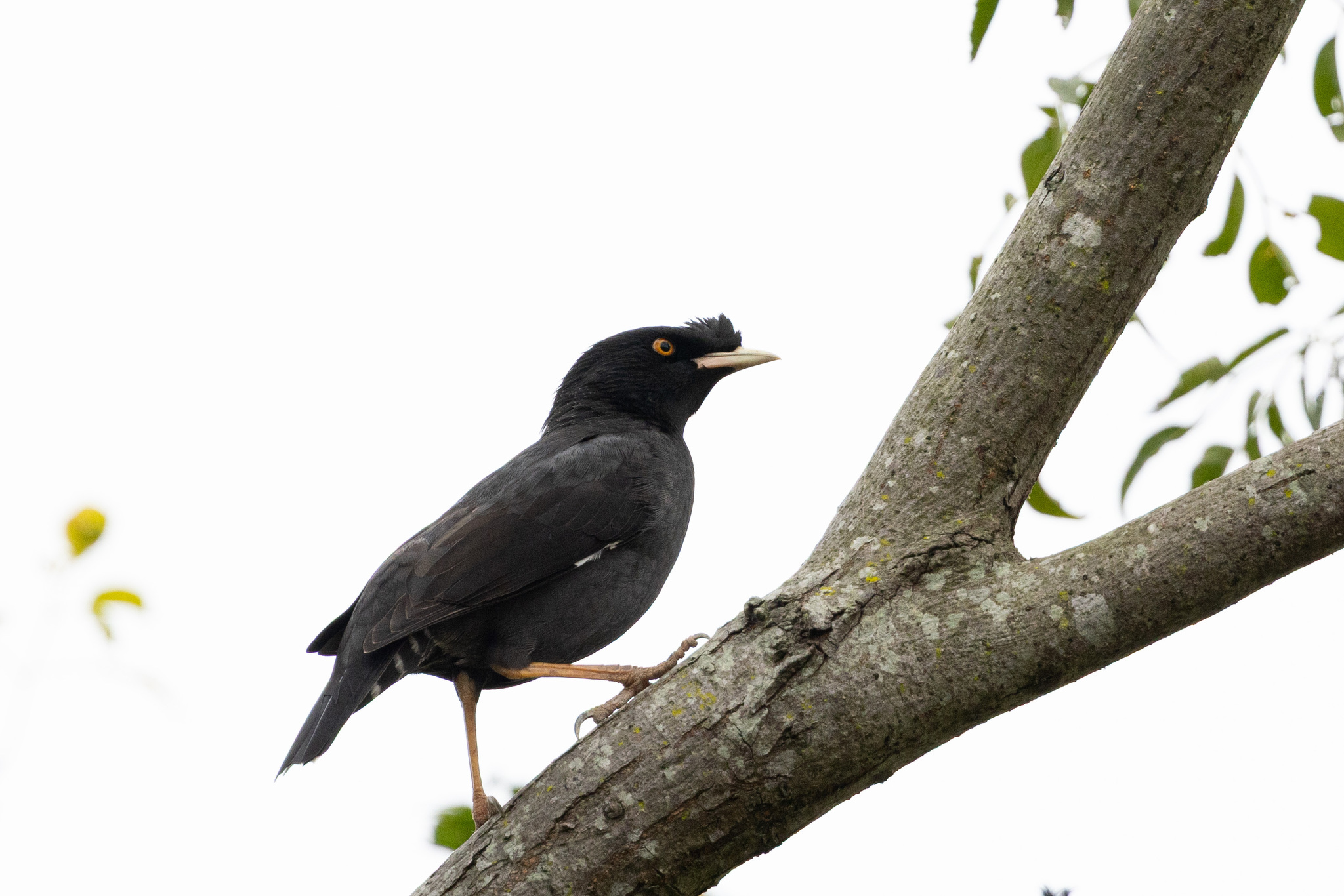Acridotheres cristatellus (Linnaeus, 1758)