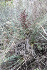 Beaucarnea