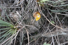 Beaucarnea