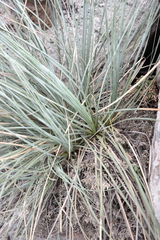 Beaucarnea