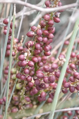 Beaucarnea