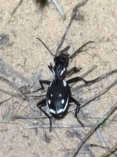Anthia sexmaculata