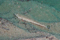 Platycephalus caeruleopunctatus