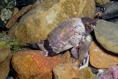 Centropogon australis