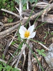 Crocus aleppicus