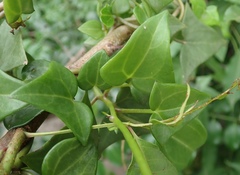 Senecio macroglossus
