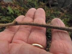 Rubus idaeus strigosus