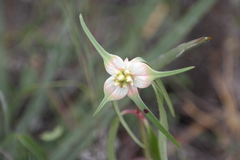 Euphorbia schiedeana