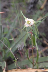 Euphorbia schiedeana
