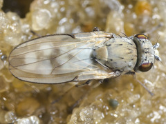 Neoscatella albilutea