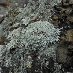 Stereocaulon saxatile