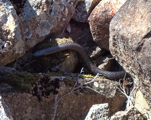 Tiger Snake sighting