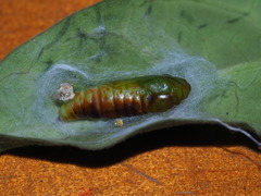 Ctenoplusia furcifera