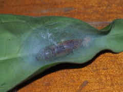 Ctenoplusia furcifera