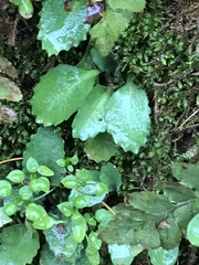 Micranthes virginiensis