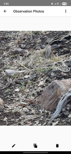 Common Tree Snake sighting