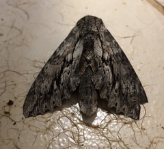 Erinnyis yucatana