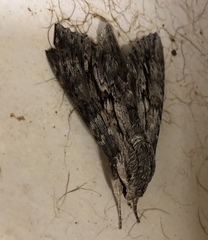 Erinnyis yucatana