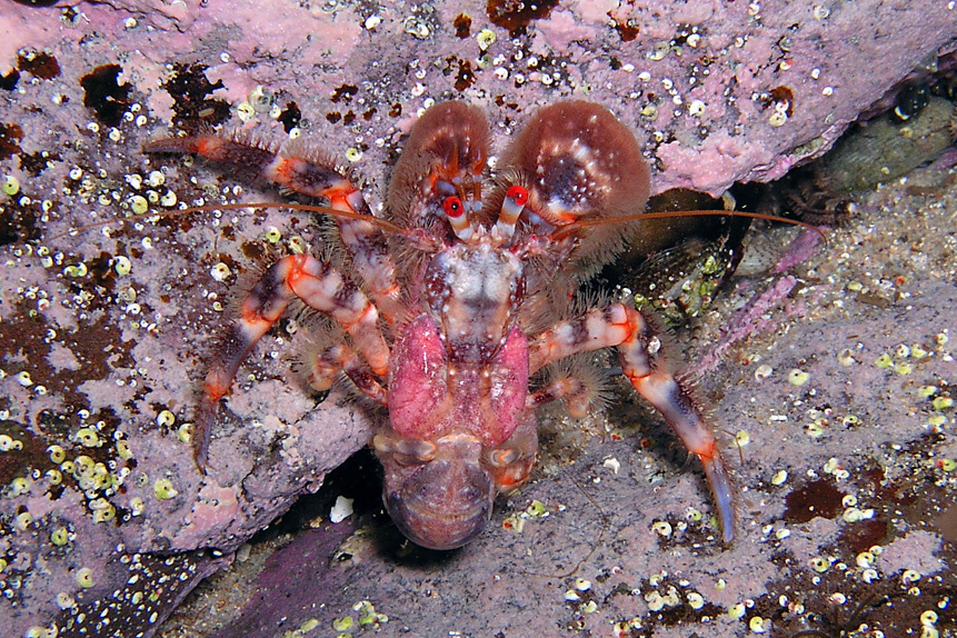 Pagurus sinuatus
