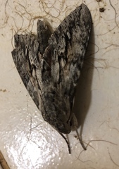 Erinnyis yucatana