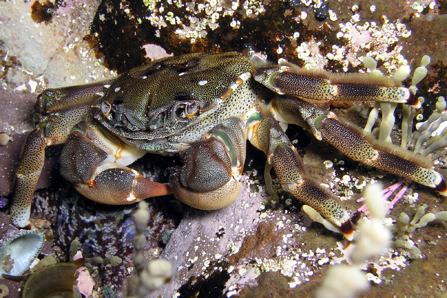 Shiny Bait Crab