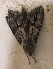Erinnyis yucatana