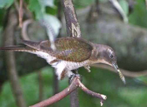 Klaas's Cuckoo