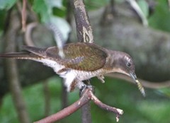 Klaas's Cuckoo photo 4