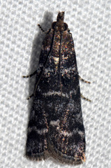 Ortholepis pasadamia