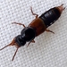 Orange-tipped Rove Beetle - Photo (c) Mick Talbot, some rights reserved (CC BY-NC-SA)