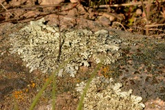 Xanthoparmelia coloradoensis