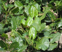 Montrichardia linifera