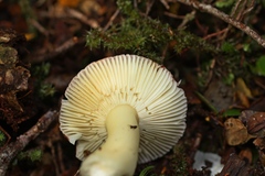 Russula roseopileata