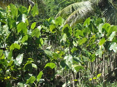 Montrichardia linifera