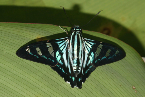 Black-striped Beamer