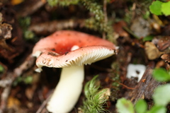 Russula roseopileata