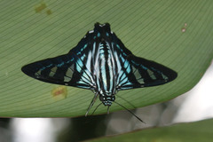 Phocides distans