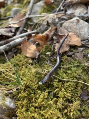 Plethodon sherando
