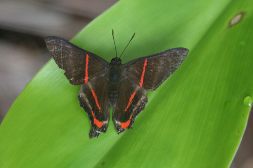 Ancyluris tedea