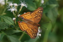 Doxocopa thoe