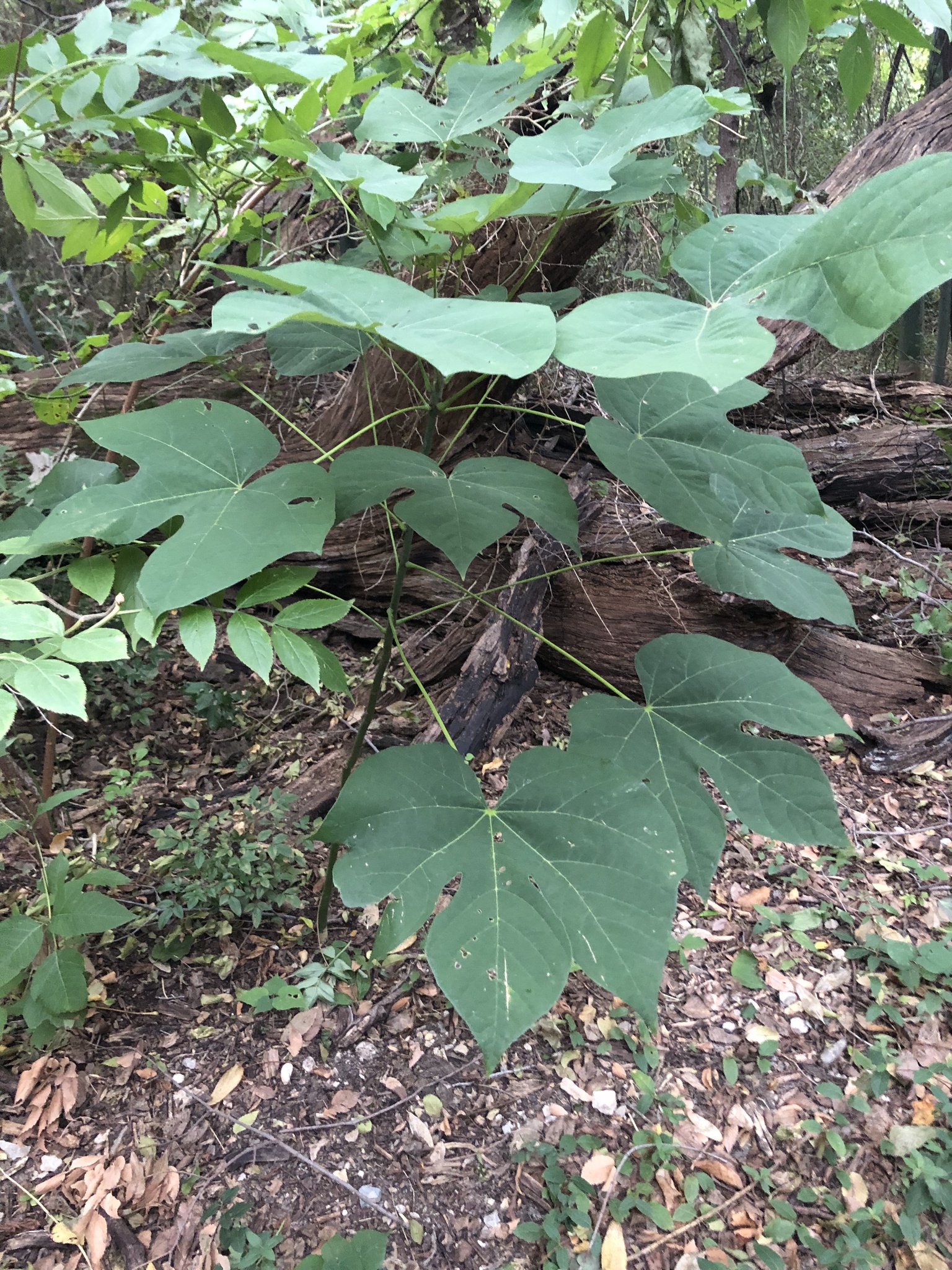 Chinese Parasoltree (Firmiana simplex)