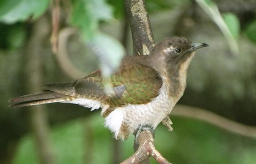 Klaas's Cuckoo