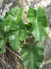 Philodendron imbe