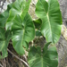 Philodendron imbe - Photo (c) Marcondes Oliveira, algunos derechos reservados (CC BY-NC), subido por Marcondes Oliveira