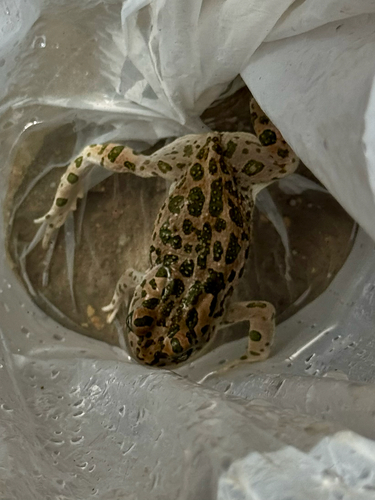 African Green Toad