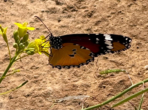 Plain Tiger Butterfly