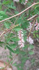 Mimosa distachya laxiflora