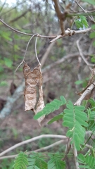 Mimosa distachya laxiflora