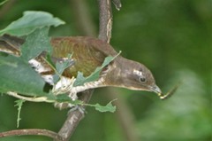 Klaas's Cuckoo photo 5