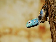 Acanthocercus atricollis